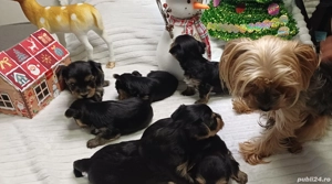Yorkshire terrier mini  - imagine 4