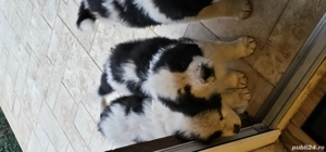 Ciobănesc de Bucovina - imagine 4