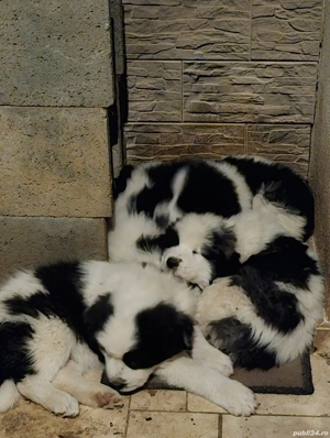 Ciobănesc de Bucovina - imagine 3