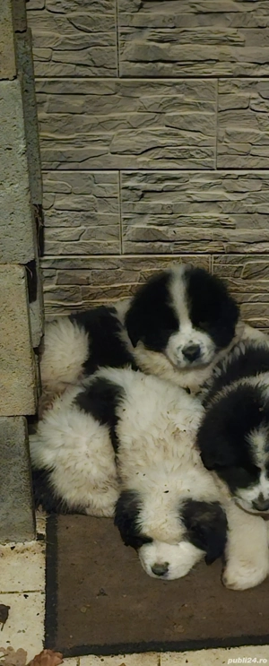 Ciobănesc de Bucovina - imagine 2