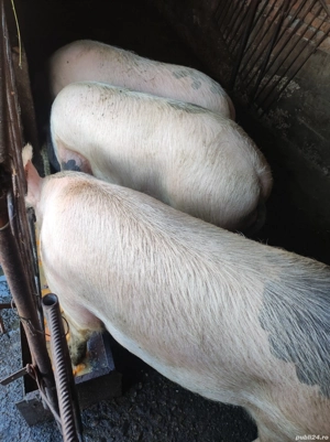 Vand Porci - imagine 2