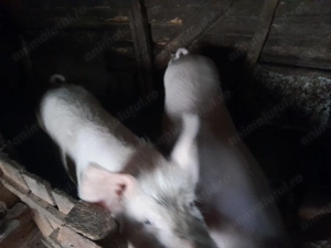 Porci de vânzare 