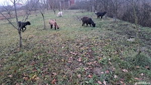 vand sau schimb capre 