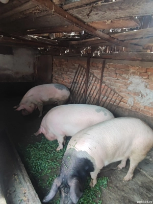 Vand Porci - imagine 3