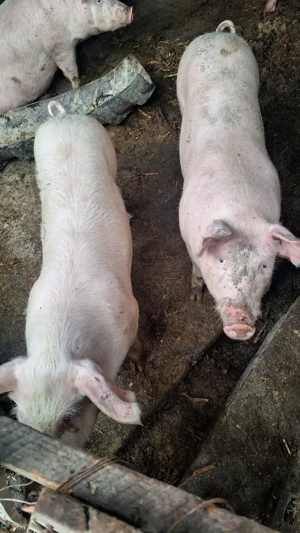 Porci de carne pentru craciun - imagine 2