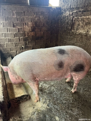 0sapte52858017_arvunesc porci craciun