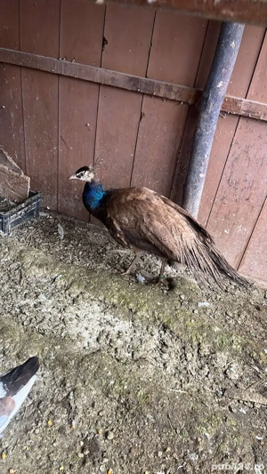 paun culoare violet disponibil  - imagine 2