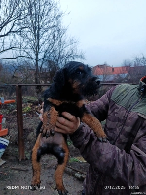 JagdTerrieri  - imagine 3