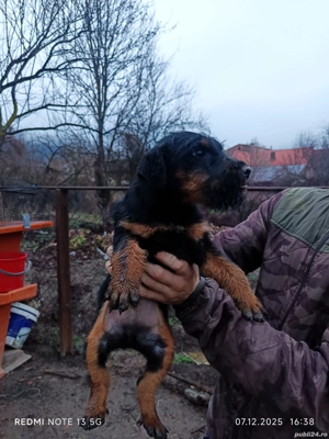 JagdTerrieri  - imagine 2