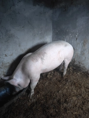 Porc de vanzare 140KG