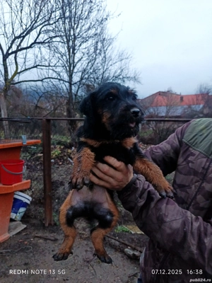 JagdTerrieri  - imagine 4