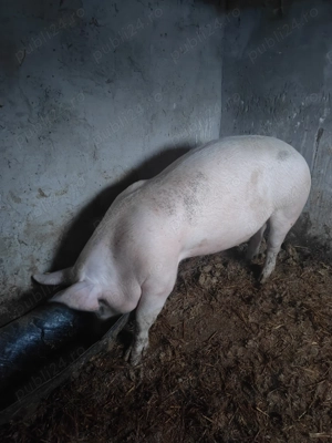 Porc de vanzare 140kg 