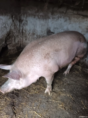 purcea de vânzare prețul negociabil  - imagine 2