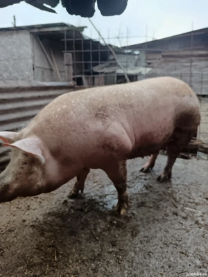 purcea de vânzare prețul negociabil 