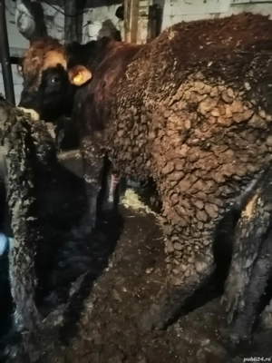 Vând vițel Angus  - imagine 2