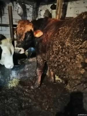 Vând vițel Angus  - imagine 3