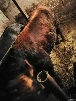 Vând vițel Angus  - imagine 4