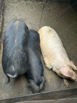 Cauta alta casa - imagine 2