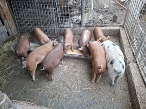 Soldanei disponibili  - imagine 2