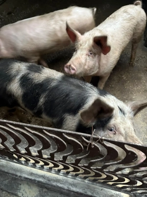 Cauta alta casa - imagine 4