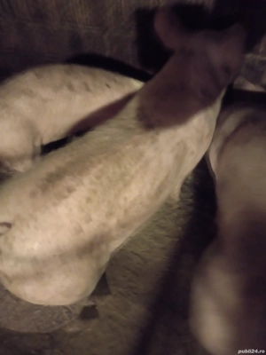 vand purcei - imagine 2