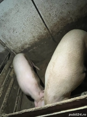 Vand porci  - imagine 4