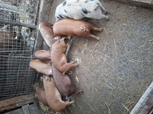 Soldanei disponibili  - imagine 3