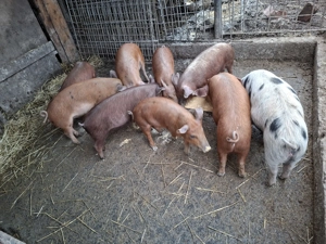 Soldanei disponibili  - imagine 4