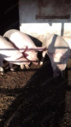 Vând porci rasa de carne  - imagine 2