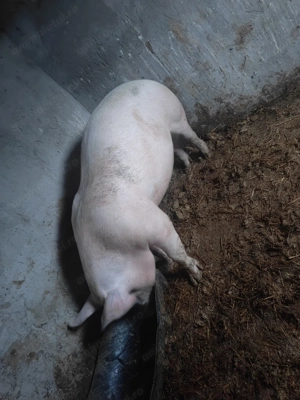 Porc de vanzare 140KG - imagine 2