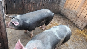 Porci pietrain de vanzare - imagine 2