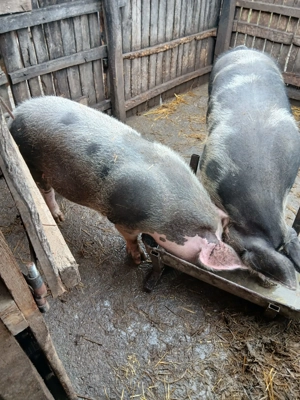 Porci pietrain de vanzare - imagine 3