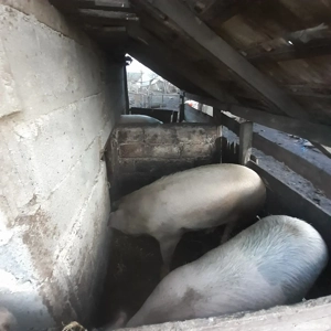 vand porci - imagine 3