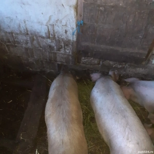 vand porci - imagine 2