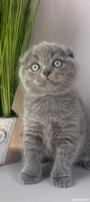 scottish fold!!!
