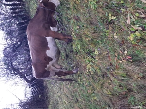 Vaca de vanzare - imagine 3