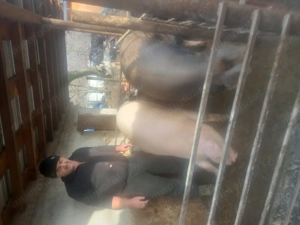 Porc de vânzare, 250kg  - imagine 2