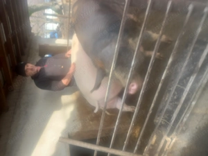 Porc de vânzare, 250kg  - imagine 3