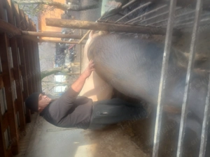 Porc de vânzare, 250kg 