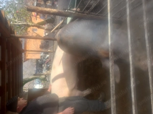 Porc de vânzare, 250kg  - imagine 5