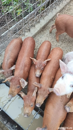 Vănd purcei   - imagine 5