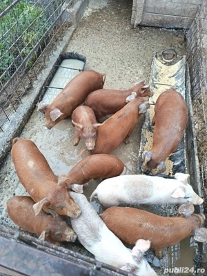 Vănd purcei   - imagine 3