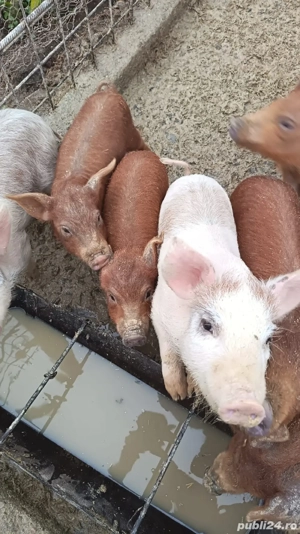 Vănd purcei   - imagine 2