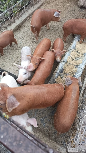 Vănd purcei   - imagine 4