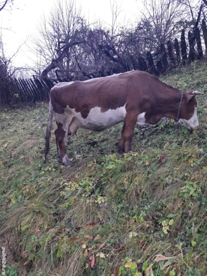 Vaca de vanzare - imagine 2