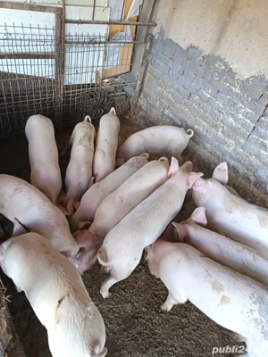 Vand porci șoldani - imagine 2