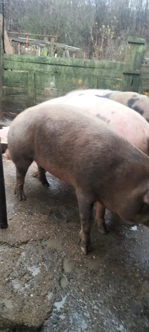 Porci de vanzare - imagine 3