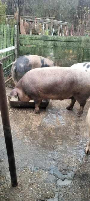 Porci de vanzare - imagine 4