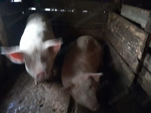 porci crescuti naturali