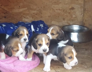 Beagle de vânzare 
